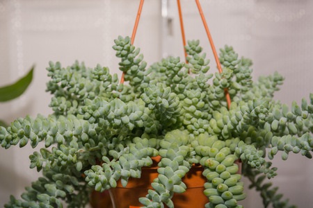 Lush Plant Hanging in Window