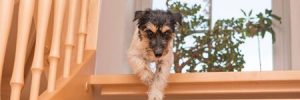 5 Ways to Make Your Stairs Safer for Your Dog