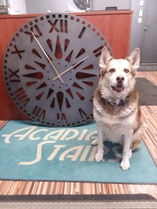 5 Ways to Make Your Stairs Safer for Your Dog